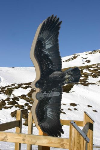 069-L-aigle-royal-au-col-du-Soulor-jpg