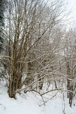Vosges-hiver-2009-034-400.jpg