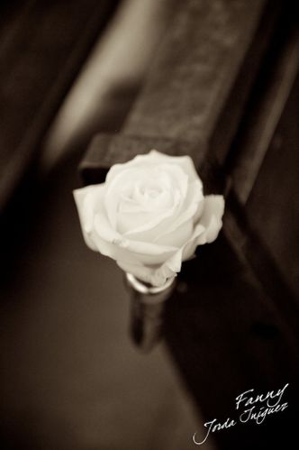 Rose blanche