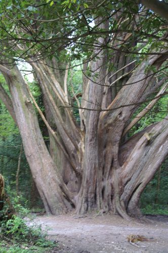Killarney-arbre-600-ans.jpg