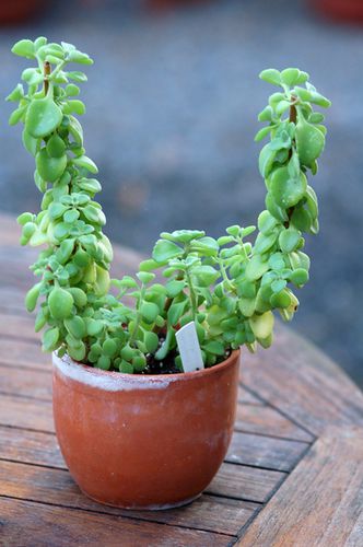 plectranthus.jpg