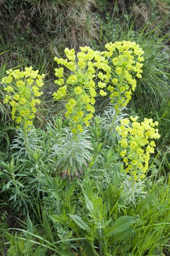 fleurs 0861