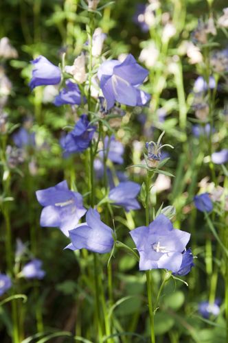 fleurs 2339