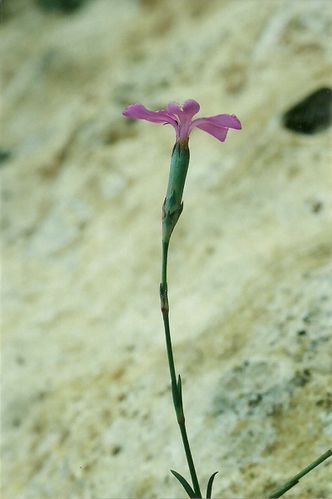 Dianthus-cintranus2.jpg