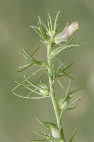 Misopates orontium subsp.orontium Jouggar 18 Mai 2014 B
