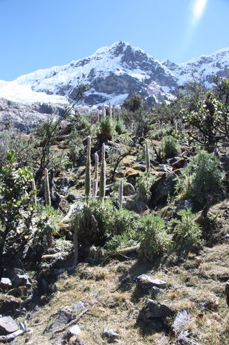 Treck-de-Santa-Cruz-et-Ascension-Vallunaraju 7928