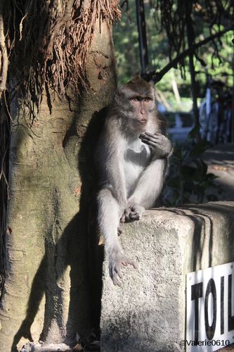 BALI-SUITE 2136-WEB