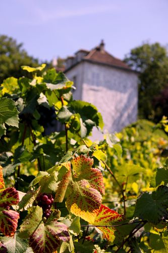 Vignes Montmartre Paris Vignes Montmartre Paris