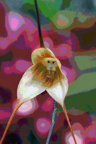 Orchidee-1.jpg