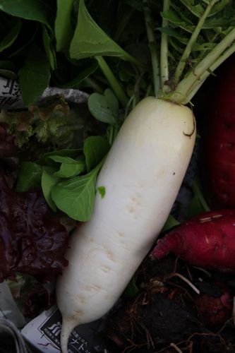daikon-dec-2012.jpg