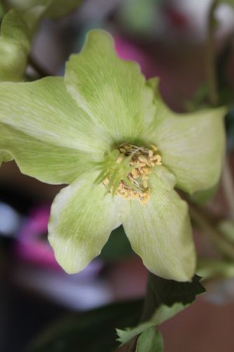 Hellebore 006