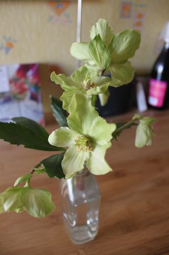 Hellebore 009