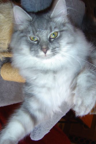 Feanor18mois3sem3.jpg