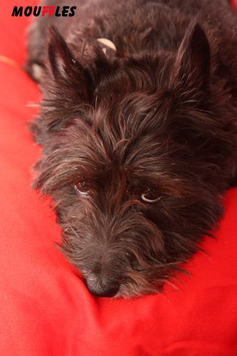 Cloty-s-ennuie-2010.jpg