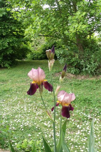 iris.jpg