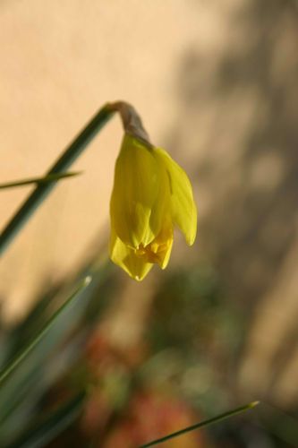 304-Le-printemps-arrive-jpg