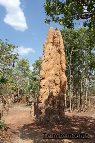 Termite Mounts
