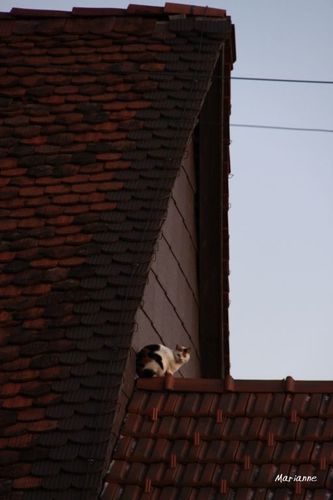 chat-perche2--1024x768-.jpg