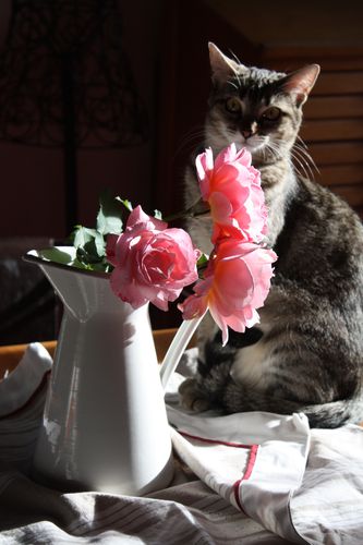 le-chat-et-les-roses--5-.JPG
