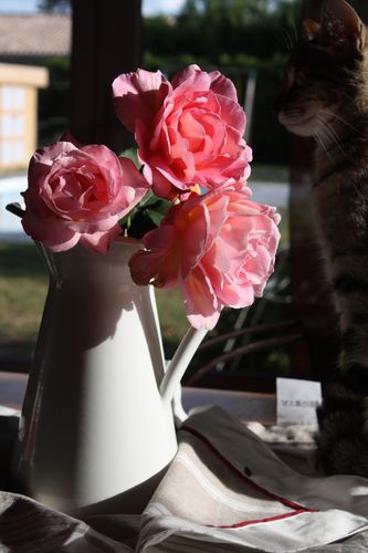 le-chat-et-les-roses--6-.JPG