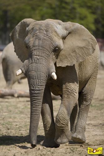 elephant.jpg
