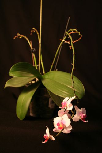 Orchidees-7787.JPG
