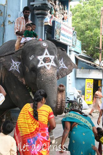 ELEPHANT TEMPLE PONDICHERI 21 IDC