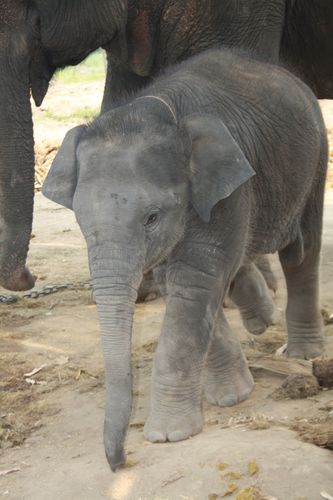 Thailande 5745
