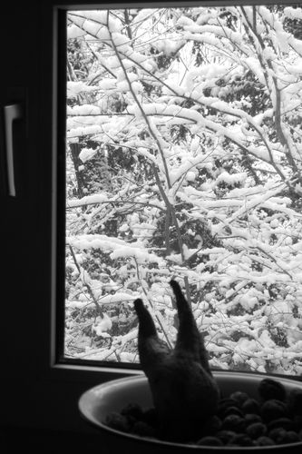 plateau-d-Auvers-neige-20-decembre-2010-002.JPG
