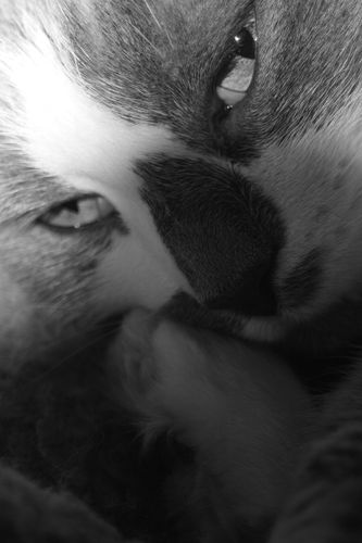 chats 0154