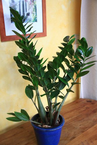 comment planter zamioculcas