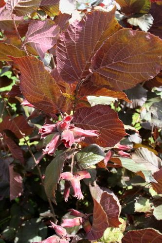 Corylus maxima 'Purpurea', Le Bugue (24) Le Bournat 32508 r