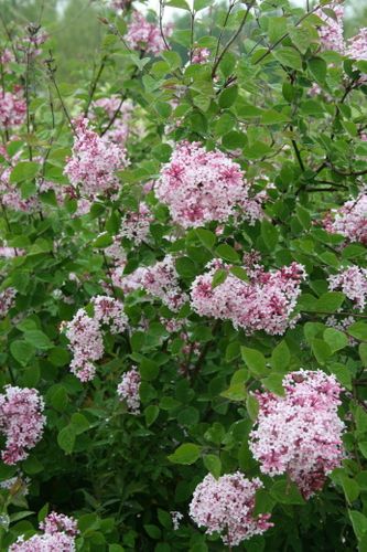 16B-5-2007 Syringa microphylla 'Superba' 041b redimensionne