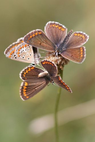papillons2602