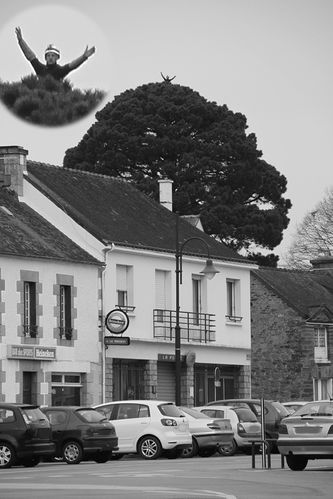 taille-de-pin-a-noyal-pontivy 9269 copie