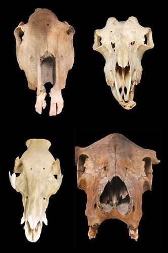 791f crânes d'animaux de ferme gaulois