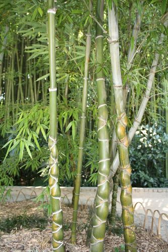 Bambous K