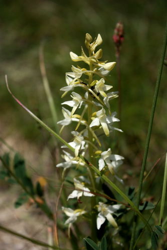 Orchis-a-deux-feuilles.png