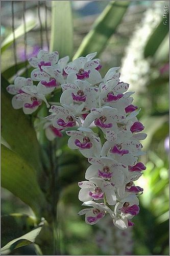 orchidees-bis-5589.JPG