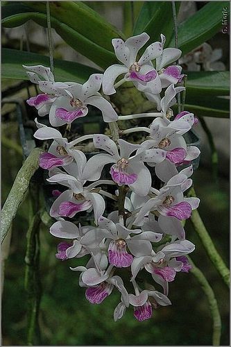 orchidees-bis-5664.JPG