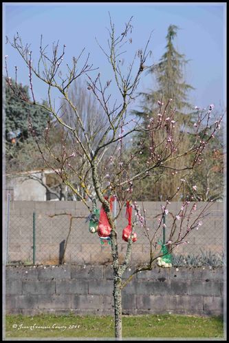 Availles-en-Chatellerault_2011-03-23_10-39-29_JFC_00032.jpg