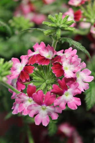 verbena-x-lanai-twister-red.jpg