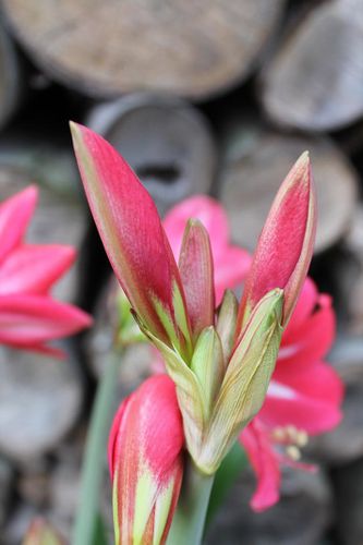 amaryllis-red-garden-1.jpg