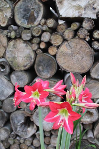 amaryllis-red-garden-2.jpg