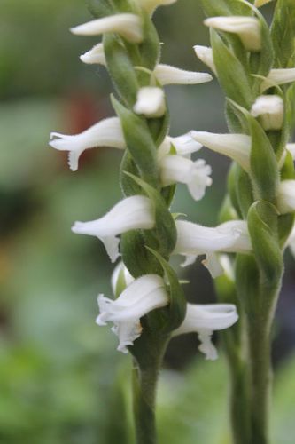 spiranthes-odoranta-ladd.jpg