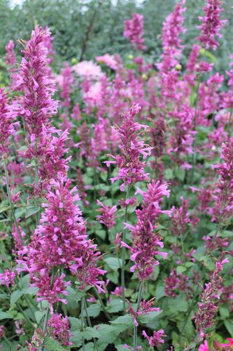 agastache-mexicana-1.jpg