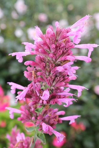 agastache-mexicana-2.jpg