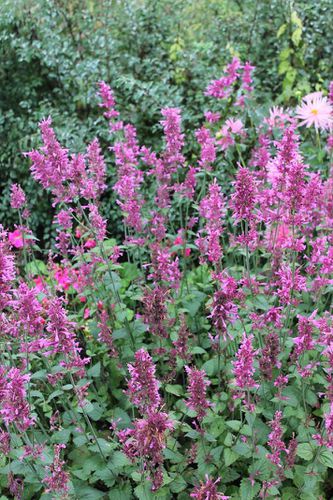 agastache-mexicana-5.jpg