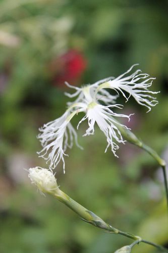 dianthus-superbus-1.jpg