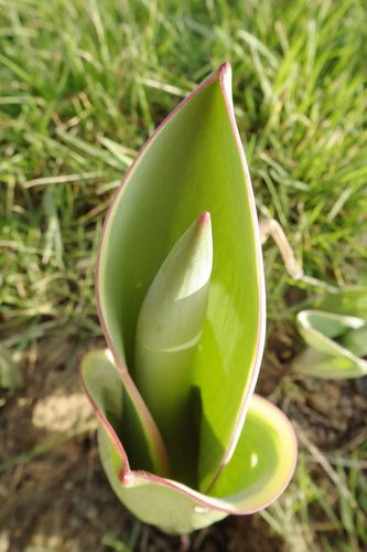 tulipe geante